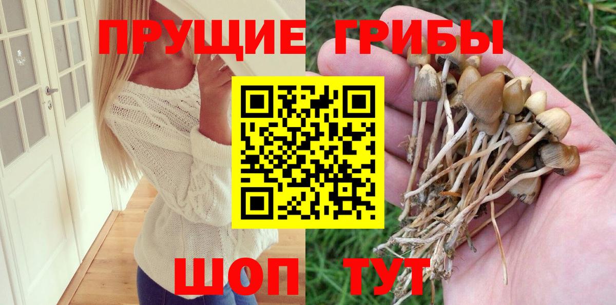 Псилоцибиновые грибы Psilocybine cubensis Светлоград